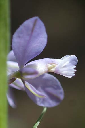 Polygala amarella / Dwarf Milkwort, A Kraubath (Mur) 27.6.2021