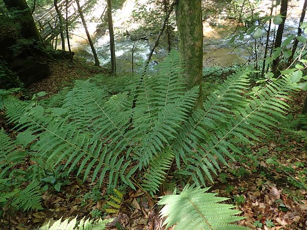 Polystichum aculeatum / Hard Shield Fern, A Deutschlandsberger Klause 30.6.2022