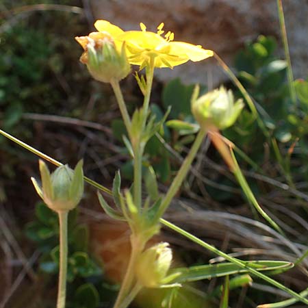 Potentilla aurea / Golden Cinquefoil, A Carinthia, Koralpe 30.6.2022