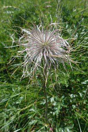 Pulsatilla alpina subsp. austriaca \ sterreicher Alpen-Kuhschelle / Austrian Alpine Pasque-Flower, A Kärnten/Carinthia, Koralpe 1.7.2022