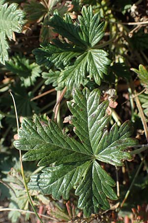 Potentilla argentea agg. / Hoary Cinquefoil, A Siegendorf 24.9.2022