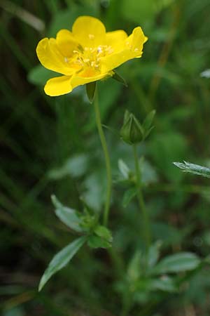 Potentilla aurea / Golden Cinquefoil, A Carinthia, Koralpe 4.7.2023