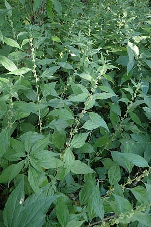 Parietaria officinalis \ Aufrechtes Glaskraut / Common Pellitory-of-the-Wall, A Bad Vöslau 7.7.2023