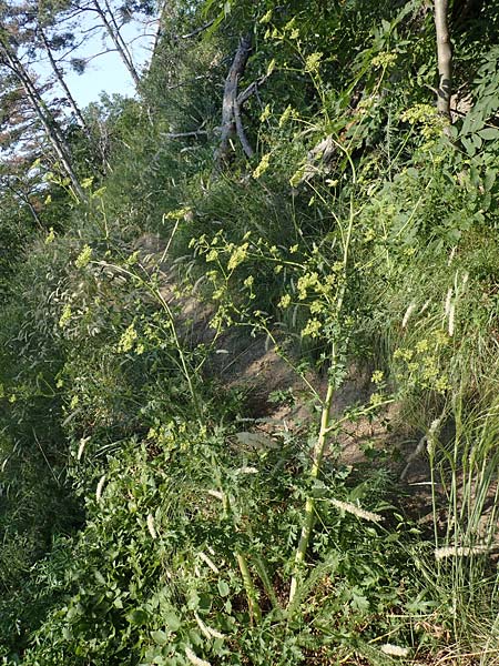 Peucedanum alsaticum \ Elssser Haarstrang, A Gumpoldskirchen 9.7.2023