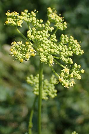 Peucedanum alsaticum \ Elssser Haarstrang / Alsatian Parsley, A Gumpoldskirchen 9.7.2023