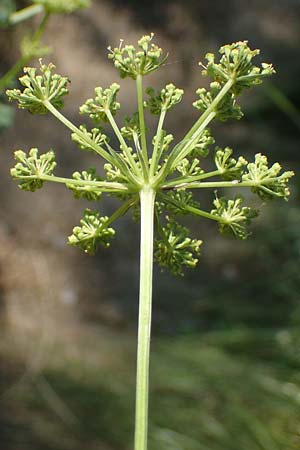 Peucedanum alsaticum \ Elssser Haarstrang / Alsatian Parsley, A Gumpoldskirchen 9.7.2023