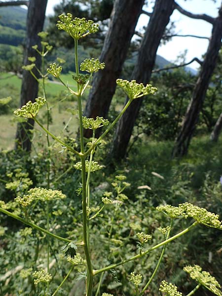 Peucedanum alsaticum \ Elssser Haarstrang / Alsatian Parsley, A Gumpoldskirchen 9.7.2023