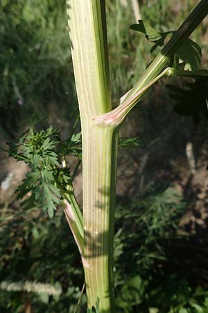 Peucedanum alsaticum \ Elssser Haarstrang, A Gumpoldskirchen 9.7.2023