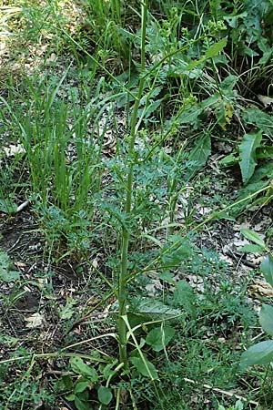 Peucedanum alsaticum \ Elssser Haarstrang, A Gumpoldskirchen 9.7.2023