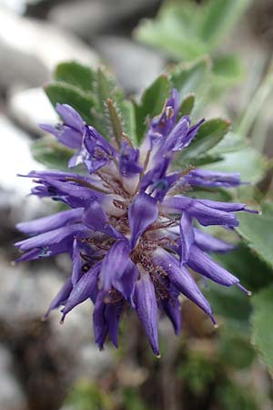 Paederota bonarota \ Blaues Mnderle, Dolomiten-Ehrenpreis, A Osttirol, Porze 13.7.2019