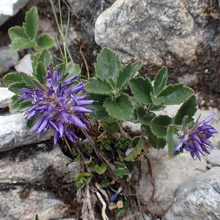 Paederota bonarota \ Blaues Mnderle, Dolomiten-Ehrenpreis, A Osttirol, Porze 13.7.2019