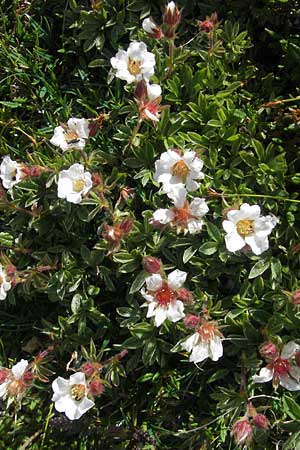 Potentilla clusiana \ Ostalpen-Fingerkraut / Clusius Cinquefoil, A Dachstein 20.7.2010