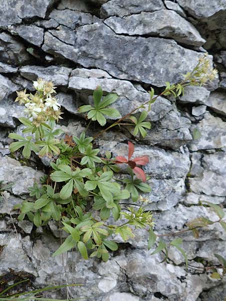 Potentilla caulescens \ Kalkfelsen-Fingerkraut, Vielstngeliges Fingerkraut, A Kärnten, Tscheppa - Schlucht 20.8.2016