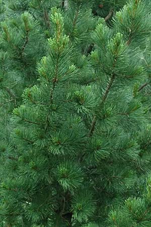 Pinus cembra \ Zirbel-Kiefer, Arve / Arolla Pine, Swiss Stone Pine, A Pusterwald, Eiskar 1.7.2019