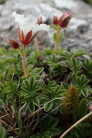 Potentilla clusiana \ Ostalpen-Fingerkraut, A Trenchtling 3.7.2019