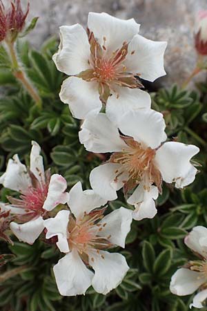 Potentilla clusiana \ Ostalpen-Fingerkraut, A Trenchtling 3.7.2019