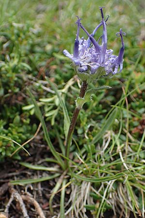 Phyteuma confusum \ Zungenblttrige Teufelskralle, Zungenblttrige Rapunzel, A Seckauer Tauern, Rosenkogel 30.6.2021