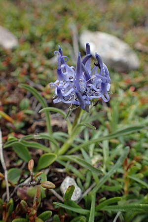 Phyteuma confusum \ Zungenblttrige Teufelskralle, Zungenblttrige Rapunzel, A Niedere Tauern, Sölk-Pass 26.7.2021