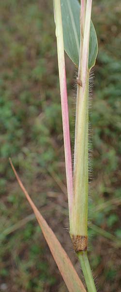 Panicum miliaceum subsp. ruderale \ Unkraut-Rispen-Hirse / Blackseeded Proso Millet, Broomcorn Millet, A Seewinkel, Wallern 27.9.2022