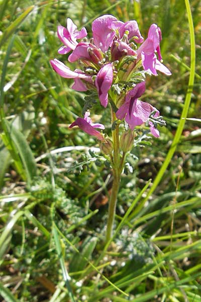 Pedicularis rostratocapitata \ Kopfiges Lusekraut, Geschnbeltes Lusekraut / Beaked Lousewort, A Dachstein 20.7.2010