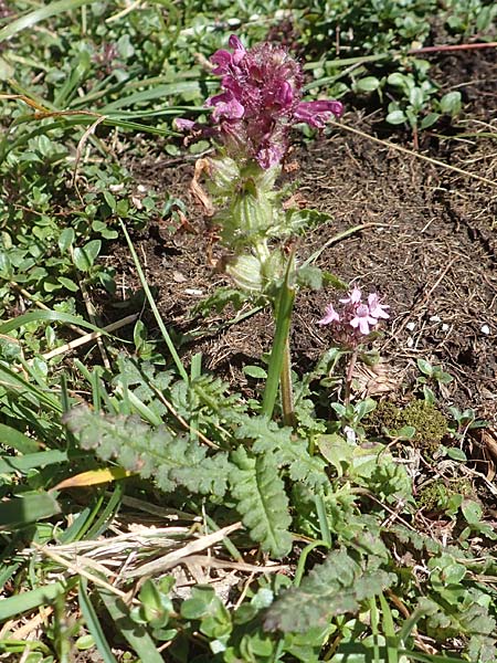 Pedicularis verticillata / Verticillate Lousewort, A Carinthia, Petzen 8.8.2016