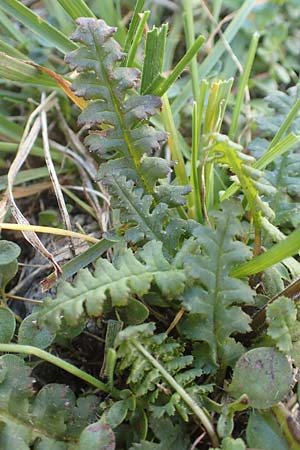 Pedicularis verticillata \ Quirlblttriges Lusekraut, A Kärnten, Petzen 8.8.2016