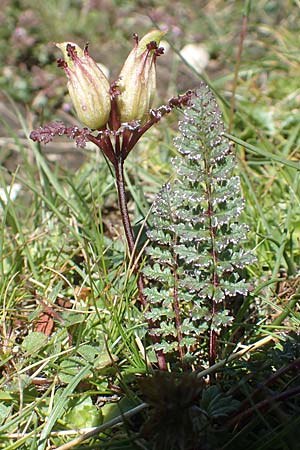 Pedicularis verticillata / Verticillate Lousewort, A Carinthia, Petzen 8.8.2016