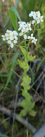 Peltaria alliacea \ Scheibenschtchen, A Weikersdorf am Steinfeld 2.7.2020