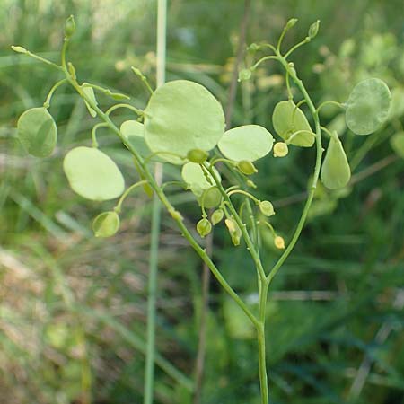 Peltaria alliacea / Garlic Cress, A Weikersdorf am Steinfeld 2.7.2020