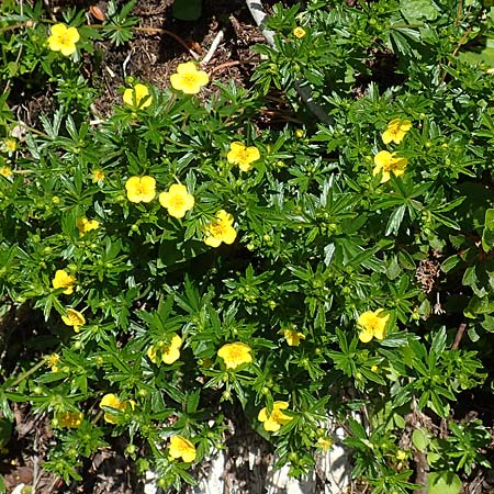 Potentilla erecta / Tormentil, A Tauplitz-Alm 5.7.2020