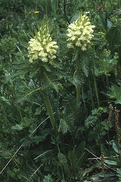 Pedicularis foliosa \ Reichblttriges Lusekraut / Leafy Lousewort, A Widderstein 12.7.1987