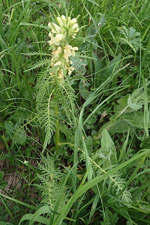 Pedicularis foliosa \ Reichblttriges Lusekraut / Leafy Lousewort, A Pusterwald, Eiskar 1.7.2019