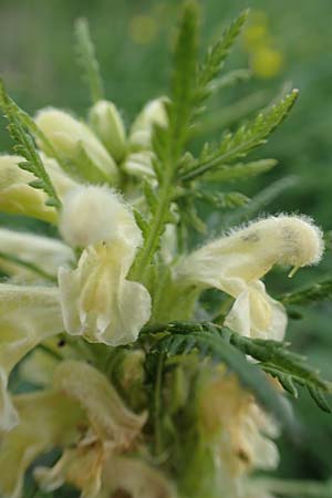 Pedicularis foliosa \ Reichblttriges Lusekraut / Leafy Lousewort, A Pusterwald, Eiskar 1.7.2019