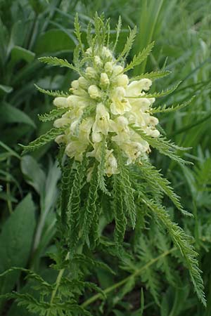 Pedicularis foliosa \ Reichblttriges Lusekraut / Leafy Lousewort, A Pusterwald, Eiskar 29.6.2021