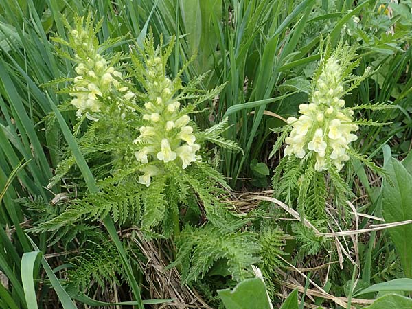 Pedicularis foliosa \ Reichblttriges Lusekraut / Leafy Lousewort, A Pusterwald, Eiskar 29.6.2021