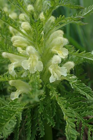 Pedicularis foliosa \ Reichblttriges Lusekraut / Leafy Lousewort, A Pusterwald, Eiskar 29.6.2021