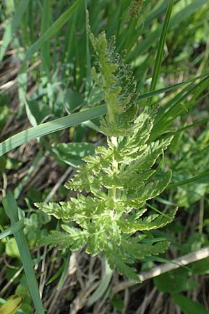 Pedicularis foliosa \ Reichblttriges Lusekraut / Leafy Lousewort, A Pusterwald, Eiskar 29.6.2021