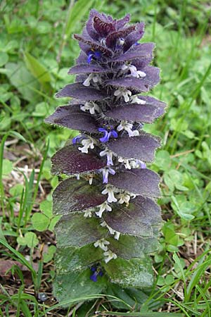 Ajuga pyramidalis \ Pyramiden-Gnsel / Pyramidal Bugle, A Malta - Tal / Valley 7.6.2008