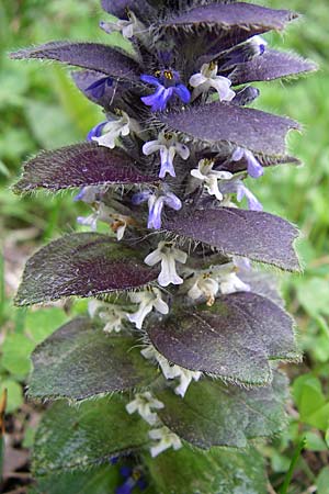 Ajuga pyramidalis \ Pyramiden-Gnsel / Pyramidal Bugle, A Malta - Tal / Valley 7.6.2008