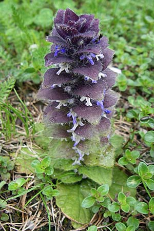 Ajuga pyramidalis \ Pyramiden-Gnsel / Pyramidal Bugle, A Malta - Tal / Valley 7.6.2008