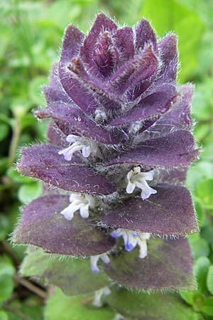 Ajuga pyramidalis \ Pyramiden-Gnsel / Pyramidal Bugle, A Malta - Tal / Valley 7.6.2008