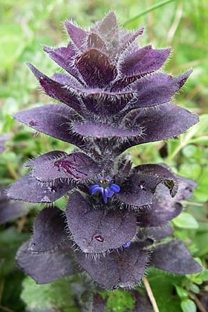 Ajuga pyramidalis \ Pyramiden-Gnsel, A Malta - Tal 7.6.2008