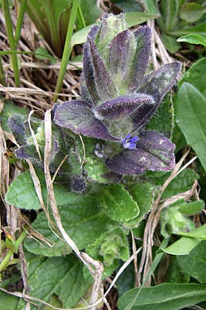 Ajuga pyramidalis \ Pyramiden-Gnsel, A Malta - Tal 7.6.2008