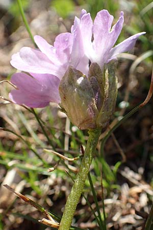 Primula glutinosa \ Klebrige Primel / Sticky Primrose, A Nockberge, Klomnock 10.7.2019