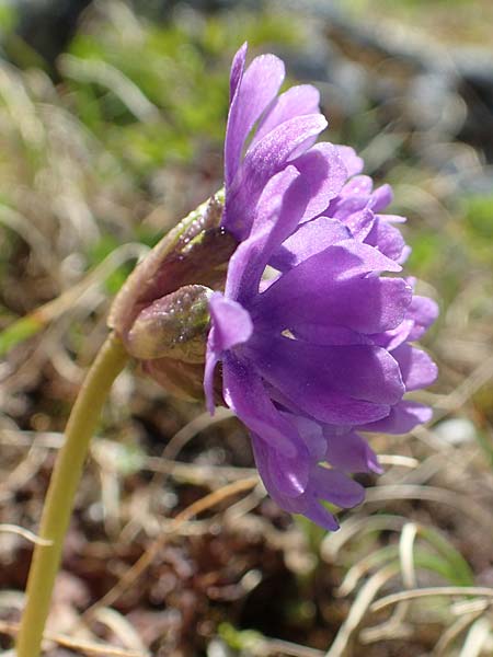 Primula glutinosa \ Klebrige Primel / Sticky Primrose, A Nockberge, Klomnock 10.7.2019