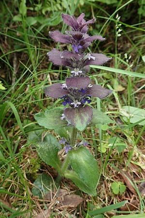 Ajuga pyramidalis \ Pyramiden-Gnsel / Pyramidal Bugle, A Osttirol, Porze 13.7.2019