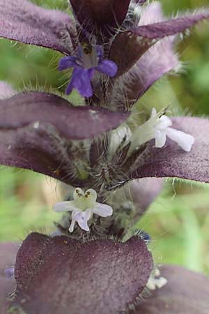 Ajuga pyramidalis \ Pyramiden-Gnsel / Pyramidal Bugle, A Osttirol, Porze 13.7.2019