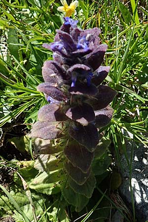 Ajuga pyramidalis \ Pyramiden-Gnsel / Pyramidal Bugle, A Lawinenstein 5.7.2020