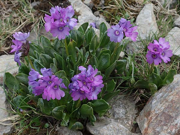 Primula glutinosa \ Klebrige Primel / Sticky Primrose, A Wölzer Tauern, Hoher Zinken 26.6.2021