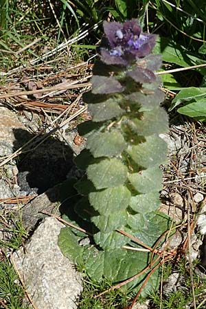 Ajuga pyramidalis \ Pyramiden-Gnsel, A Seetaler Alpen, Zirbitzkogel 28.6.2021